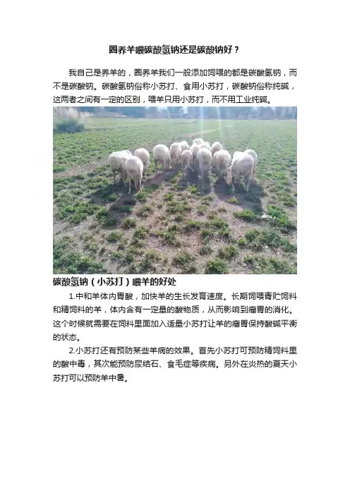 圈养羊喂碳酸氢钠还是碳酸钠好？