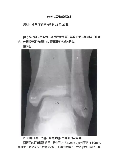 踝关节及韧带解剖