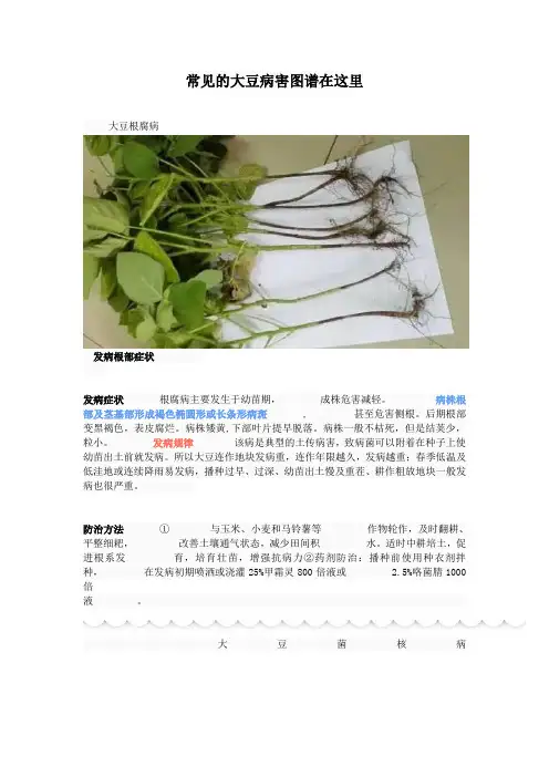 常见的大豆病害图谱在这里