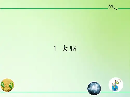 五年级科学下册课件-5.1大脑2-苏教版(共18张PPT)