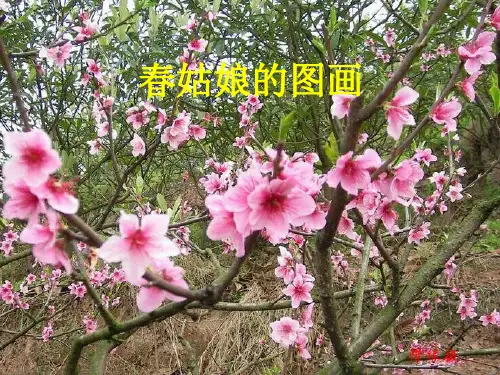 语文S版二年级上册27《冬爷爷的图画》精品PPT课件