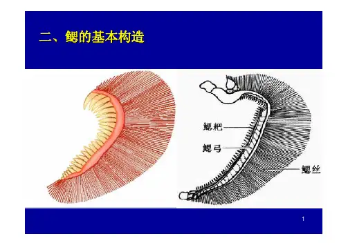 鱼类学呼吸系统 (2)