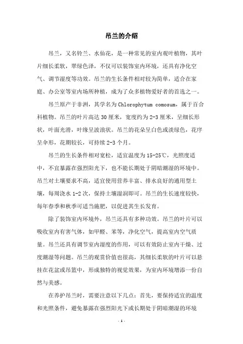 吊兰的介绍