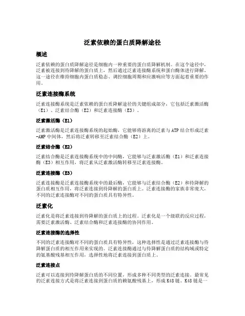 泛素依赖的蛋白质降解途径