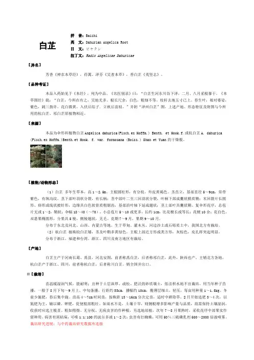 白芷