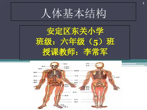 人体基本结构