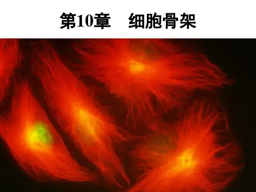 第10章+细胞骨架