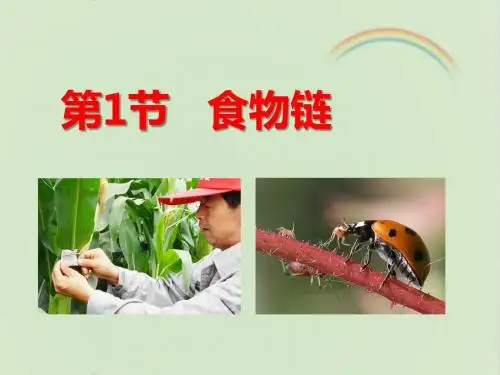 苏科版七年级生物上册《食物链》课件