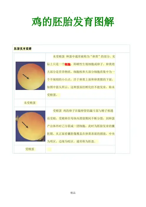 鸡的胚胎发育图解