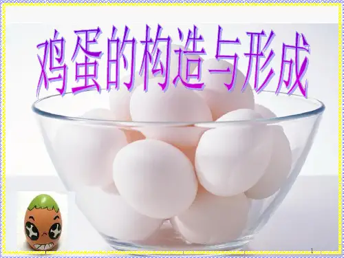 蛋的形成ppt课件
