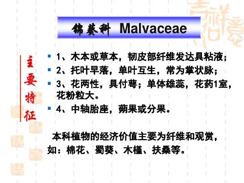 13.08 双子叶植物-锦葵科