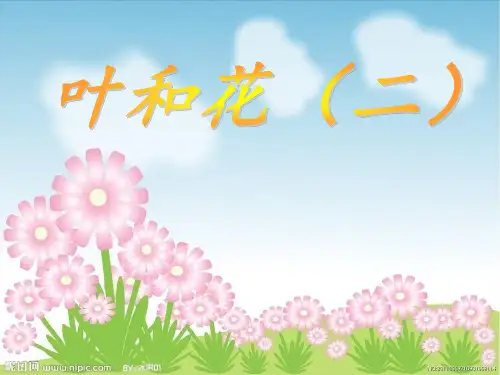 三年级下册科学《叶和花》
