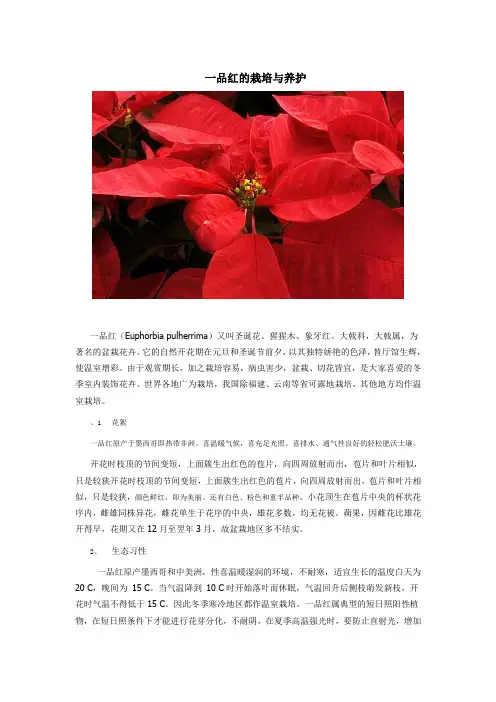 一品红的栽培与养护