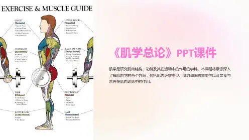 《肌学总论》课件