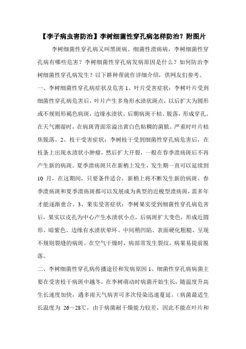 【李子病虫害防治】李树细菌性穿孔病怎样防治？附图片