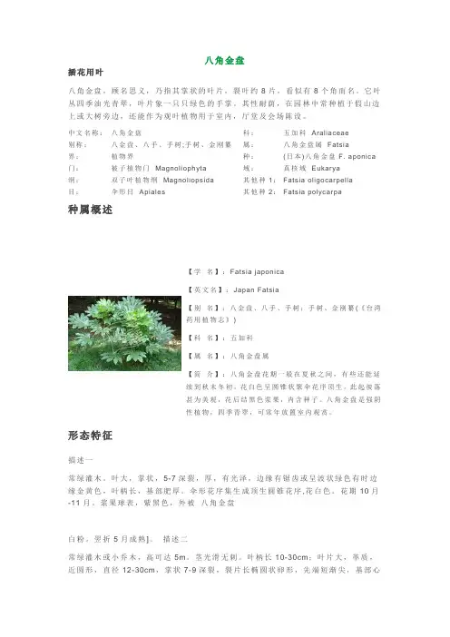 八角金盘