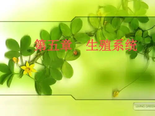 《生殖系统》PPT课件