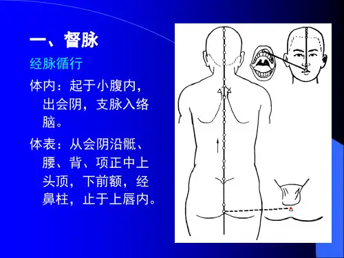 十四经腧穴及常用奇穴
