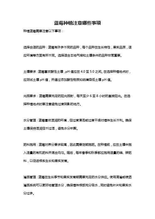 蓝莓种植注意哪些事项