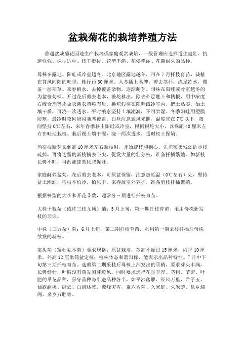 盆栽菊花的栽培养殖方法