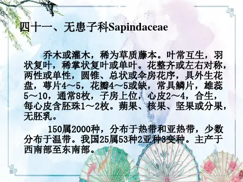 【园林植物学】第十九章 无患子目-无患子科
