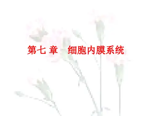 第七章 细胞内膜系统 ppt课件.ppt
