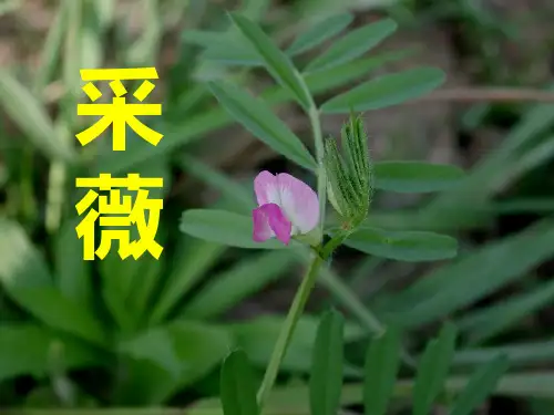 4.2《采薇》课件(3)人教版高中语文必修二