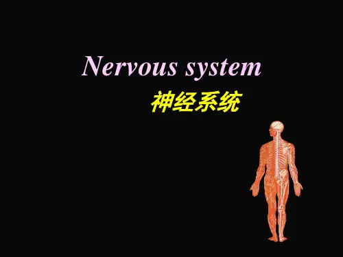 神经系统(英文版)课件