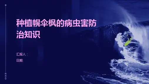 种植幌伞枫的病虫害防治知识