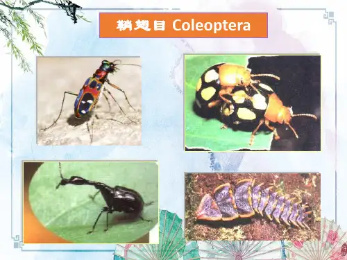 【昆虫分类学】7鞘翅目1