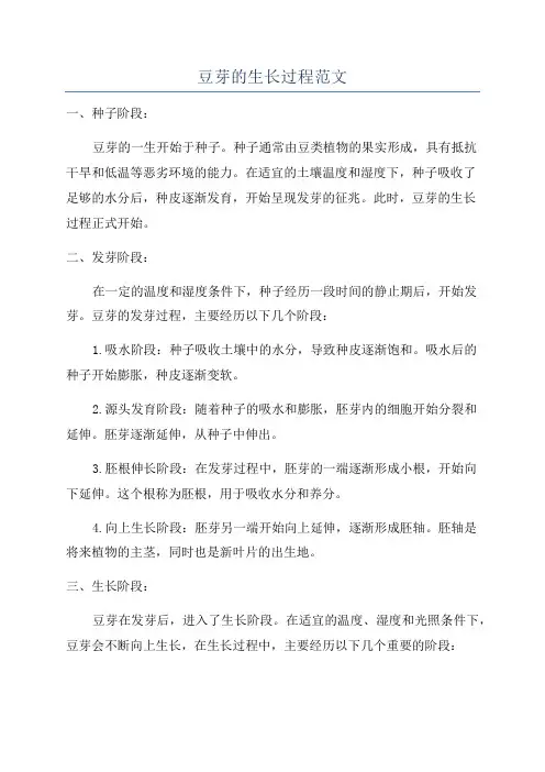 豆芽的生长过程范文