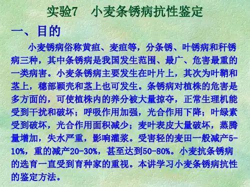 实验07 小麦条锈病抗性鉴定