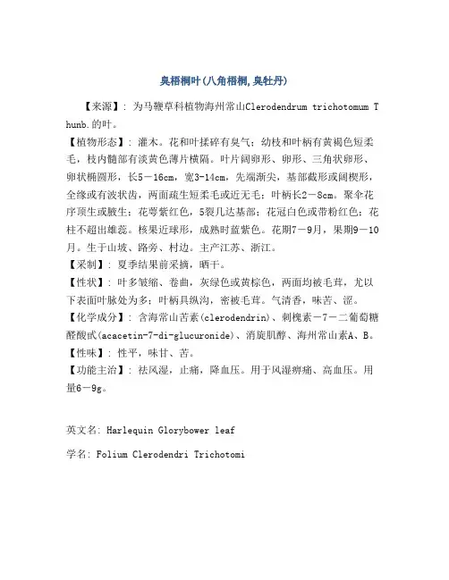 臭梧桐叶(八角梧桐,臭牡丹)