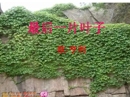 初中语文《最后一片叶子》(共17张)ppt19