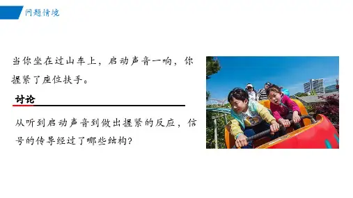 2.3神经冲动的产生和传导高二生物课件(人教版2019选择性必修1)