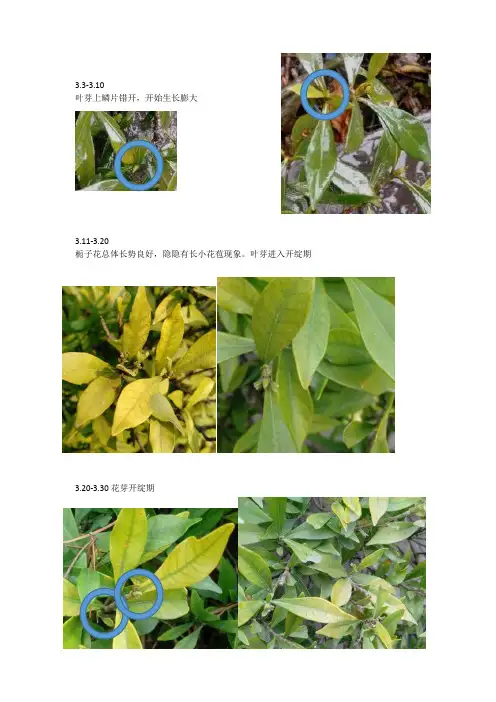 栀子花生长图文