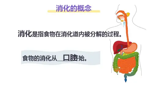1.2.1食物在口腔中的消化课件冀少版生物七年级下册【01】