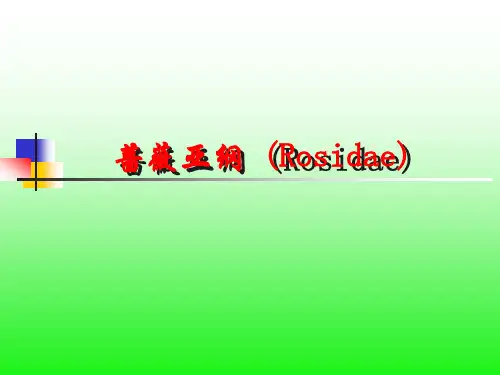 蔷薇亚纲-植物学