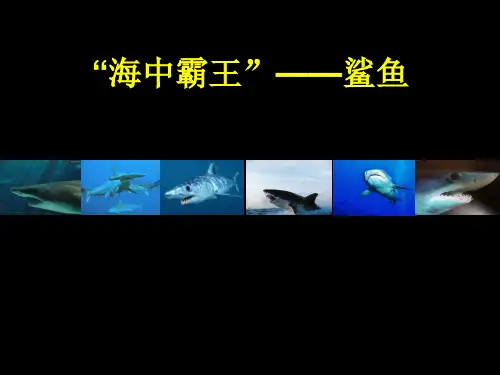 鲨鱼的结构、种类和保护现状ly