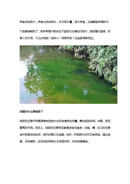 养鱼怎样肥水,养鱼池怎样肥水,东方肥水膏,肥水养鱼,池塘鲤鱼养殖技术