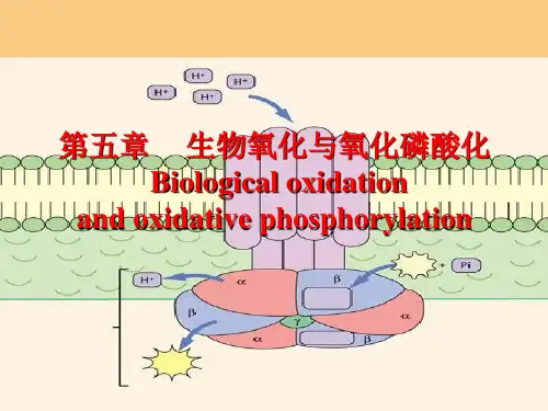 (理学)生物氧化与氧化磷酸化