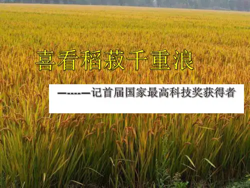 【新教材】4.1《喜看稻菽千重浪》 课件——统编版高中语文 PPT完美课件(共43张)
