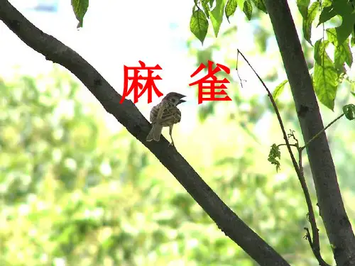 新版人教部编版四年级语文上册第17课麻雀公开课课件PPT教学课件