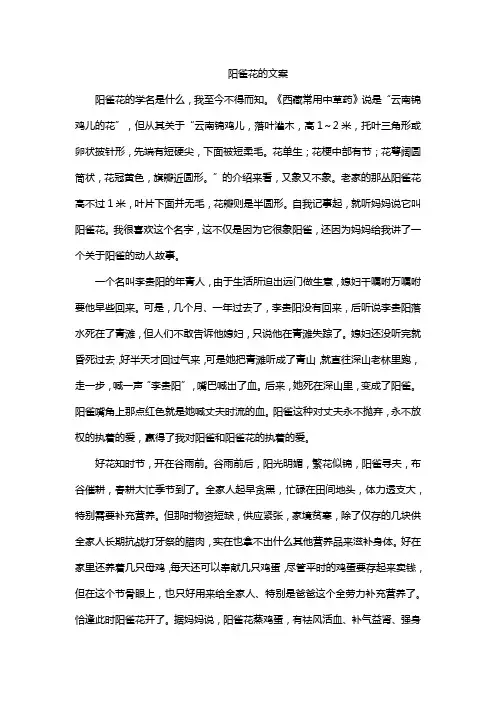 阳雀花的文案