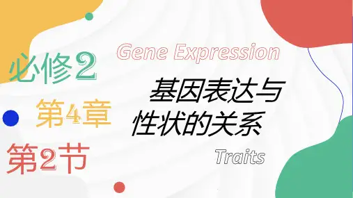 4.2 基因表达与性状的关系(课件)高一生物下学期课件(2019人教版必修2)