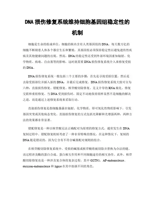 DNA损伤修复系统维持细胞基因组稳定性的机制