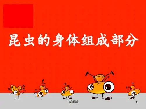 幼儿园昆虫主题ppt课件