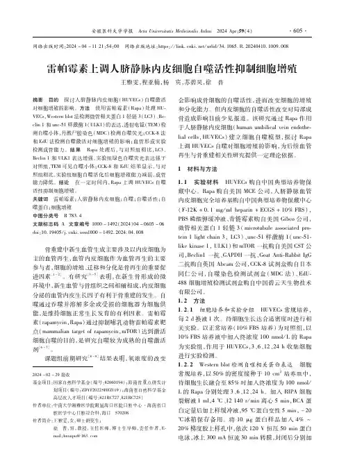 雷帕霉素上调人脐静脉内皮细胞自噬活性抑制细胞增殖