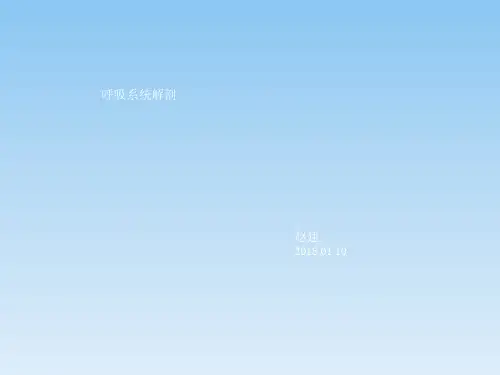 呼吸系统解剖ppt课件