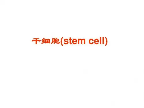 干细胞的基本知识